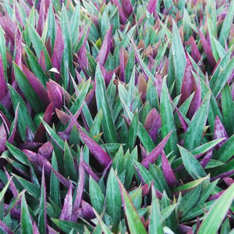 Tradescantia Spathacea Rhoeo Rhoeo Moses In The Cradle 125mm