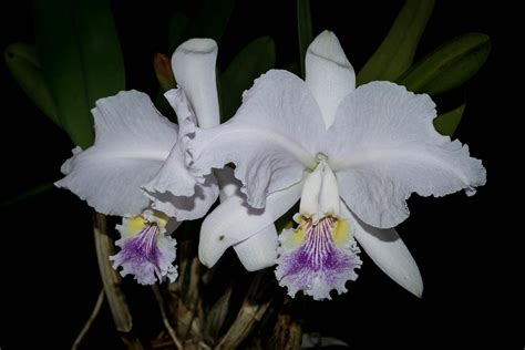 15042024 Cattleya Luddemanniana Var Coeruleamariauxi X T Flickr