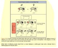 Answered Punnett Square Analysis Of A Sex Linked Trait X Y Female Gametes X X All Fermale