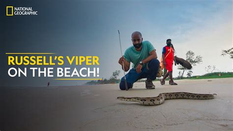 Russells Viper On The Beach Snakes Sos Goas Wildest National