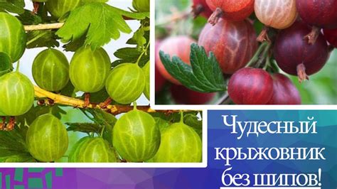 Какой замечательный крыжовник без шипов. посадка и размножение. - YouTube