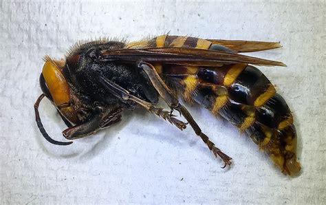 A Murder Hornet Has Been Trapped In Washington State For The First Time News