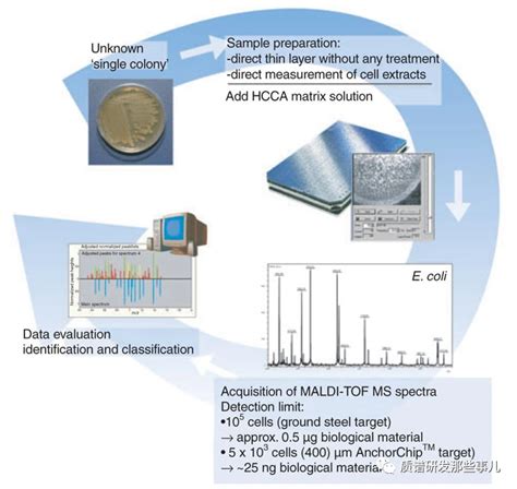 临床医学中的质谱临床医学分析物微生物实验室质谱技术疾病缺陷 健康界