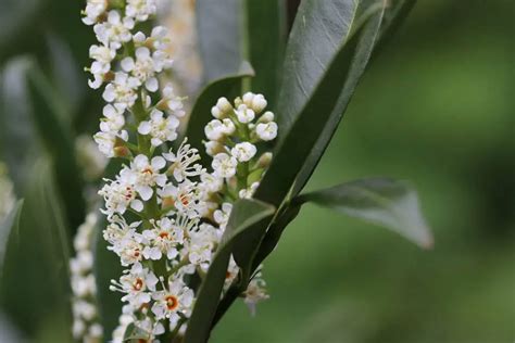 Increíble transformación del laurel cerezo descubre cómo revivir sus