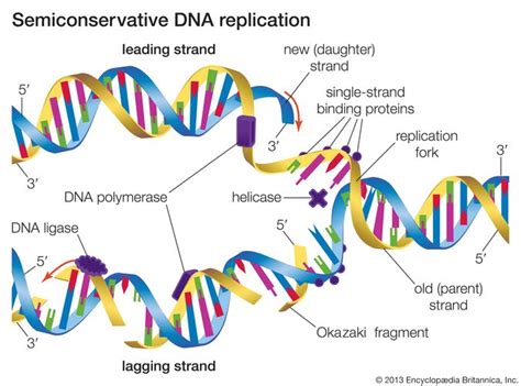 Replication Genetics Britannica