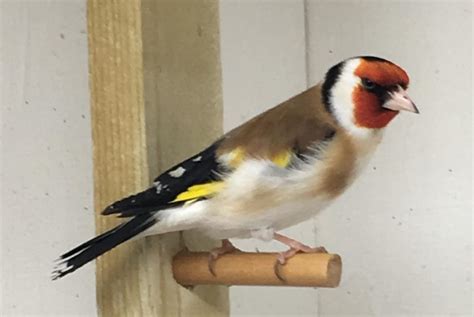 Siberian Goldfinch Summer Breeding Seed Mix Planet Aviary