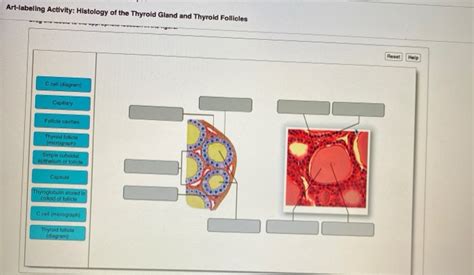 Art Labeling Activity Anatomy And Histology Of The Thyroid Gland