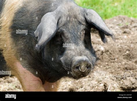 British Saddleback Pig Stock Photo - Alamy