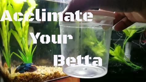 HOW TO ACCLIMATE A BETTA FISH 2018 YouTube