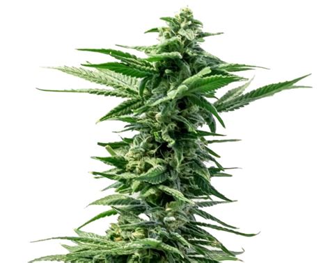 Pineapple Express - 34 Street Seed Co