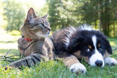 100 Prénoms commençant par la Lettre V pour votre chien ou votre chat