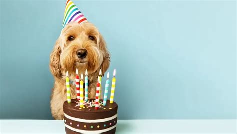 Happy Birthday Dog Wishes 25 Cute Birthday Messages To Celebrate Fido