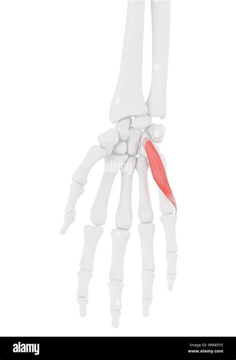 flexor digiti minimi brevis muscle cut  stock images pictures alamy