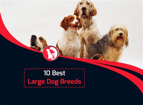 10 Best Large Dog Breeds - Top Big Dog List and Pictures