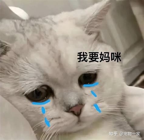 猫咪把你当成“主人”才会有的7种表现，你家猫有吗？ 知乎