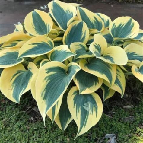 Хоста Аутум Фрост по цене 13 руб. - купить саженец с доставкой по Беларуси