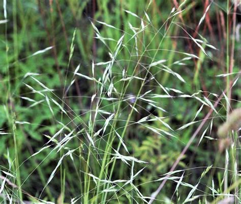 Ventenata Dubia 190618 Zweifelhafter Grannenhafer Venten Flickr