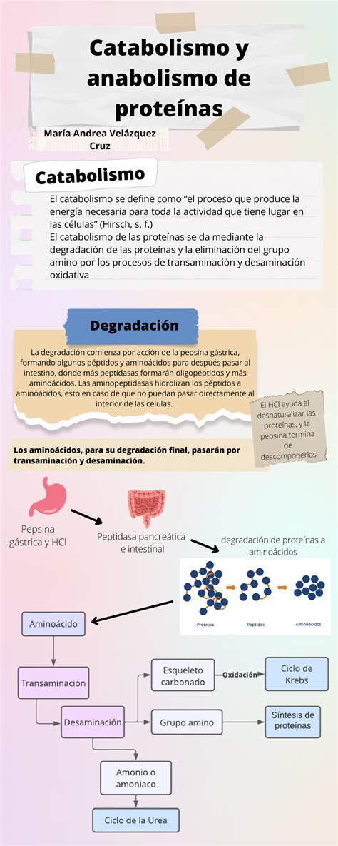 Catabolismo y anabolismo de proteínas mavc Catabolismo El catabolismo