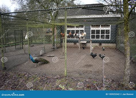 Animals in a bird cage stock photo. Image of chicken - 135925342