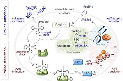 An Autoregulatory Loop Controls Proline Biosynthesis Proline