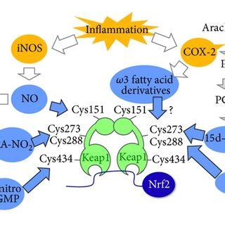 Nrf2 activation by inflammation-related molecules. Inflammation ... 