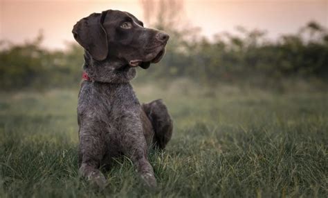 Best Dog Food For German Shorthaired Pointer Puppy Top Sellers