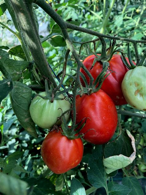 Comment récolter une tomate cœur de bœuf Blog de Graines de Style