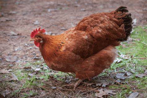 Guide To Cinnamon Queen Chicken Breed And FAQ