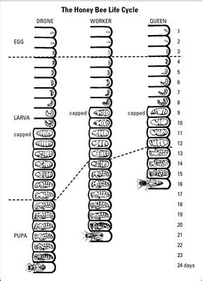 Bee Life Cycle