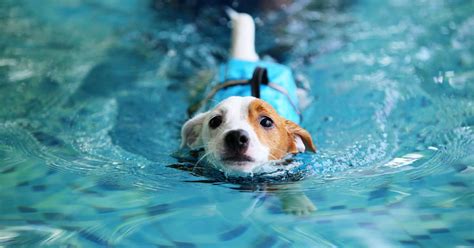 Can Dogs Swim In Pools Healthy Skin For Dogs Tips Care And Solutions