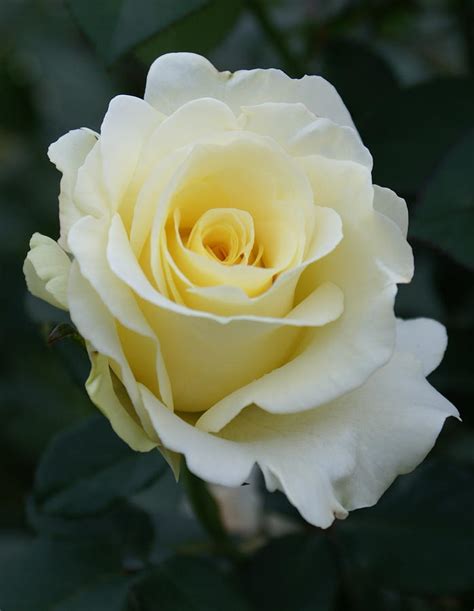 White Rose Bud Photograph by Jacqueline Russell