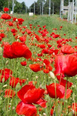 Os Nomes Comuns Do Rhoeas Do Papaver Incluem O Milho Da Papoila