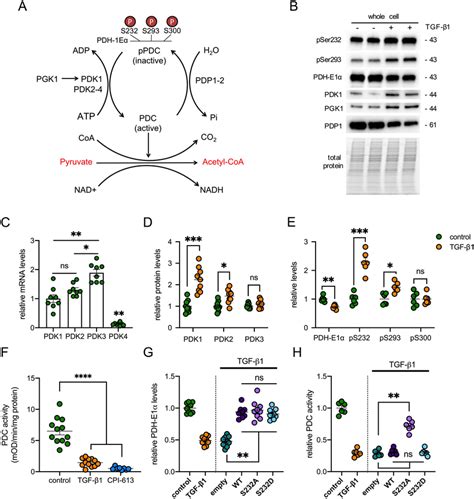 Effect Of Tgf β1 On Pdc Activity And Its Regulation By Phosphorylation Download Scientific