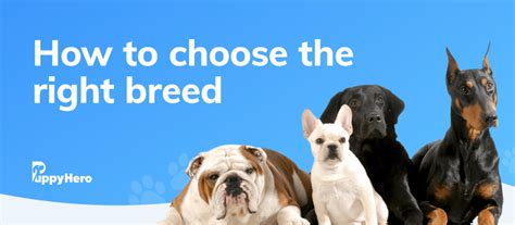 Picking The Perfect Pack: A 5-Step Guide To Choosing The Right Dog For You