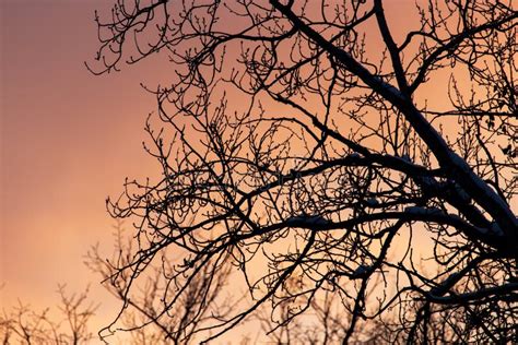 Naked Branches On A Tree Against A Sunset Sun Stock Photo Image Of Tree Orange 139720656
