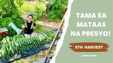 Th Harvest Ng Ampalaya Bitter Gourd Farming Area Youtube