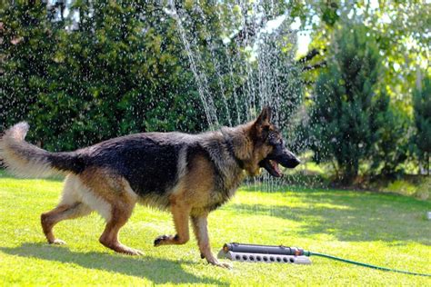 German Shepherd Medium Hair - Different Types Of Short Haired German Shepherds Pethelpful ...