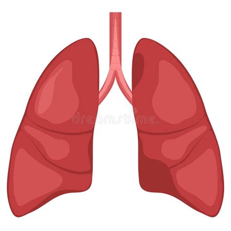 Illustration Humaine D Anatomie De Poumon Illustration De Vecteur