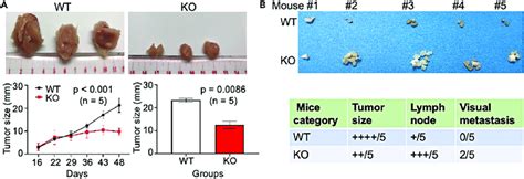 Breast tumor formation in NSG mice injected with WT and mdig KO ...