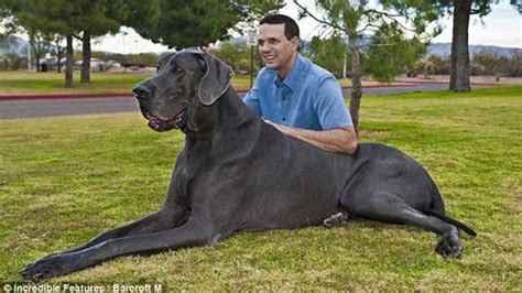 Découvrez le chien le plus grand du monde RTBF Actus