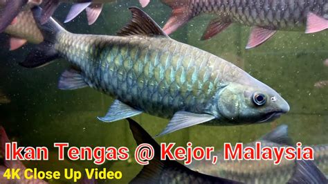 4k Close Up Video Ep 4 Ikan Tengas Kejor Tasik Kenyir Malaysia