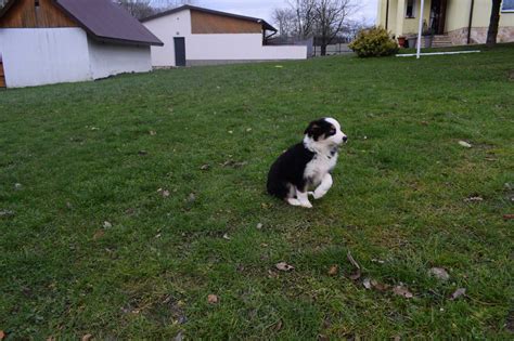 Piękna suczka już do odbioru Border Collie Rzeszów OLX pl