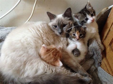 Cat And Its Kittens - Cats Photo (40921040) - Fanpop