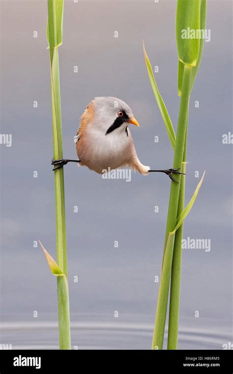 Bearded Tit Panurus Biarmicus Stretched Between Reeds Netherlands