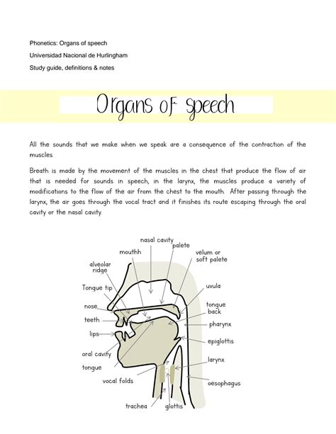 Solution Phonetics Organs Of Speech Studypool