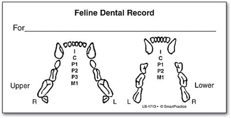 Feline Dental Exam Label Smartpractice Veterinary