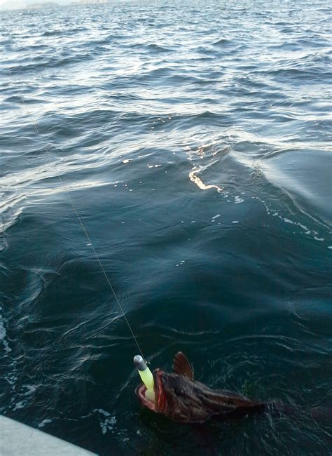 ling   halibut fishing   sitka sound smythe eddy