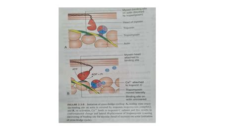 EXCITATION CONTRACTION COUPLING Physiology PPT