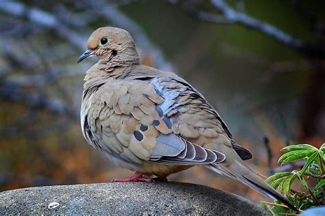 Difference Between Male And Female Mourning Dove