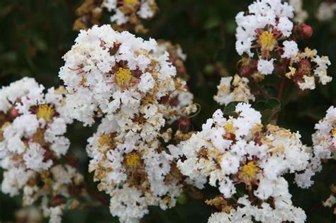 Lagerstroemia Indica Neige D Ete Lagerstroemia Selyemmirtusz Fajt K